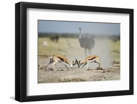 Sparring Impala, Nxai Pan National Park, Botswana-Paul Souders-Framed Photographic Print