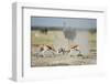 Sparring Impala, Nxai Pan National Park, Botswana-Paul Souders-Framed Photographic Print