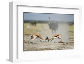 Sparring Impala, Nxai Pan National Park, Botswana-Paul Souders-Framed Photographic Print