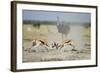 Sparring Impala, Nxai Pan National Park, Botswana-Paul Souders-Framed Photographic Print