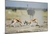 Sparring Impala, Nxai Pan National Park, Botswana-Paul Souders-Mounted Photographic Print