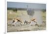 Sparring Impala, Nxai Pan National Park, Botswana-Paul Souders-Framed Photographic Print