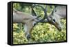 Sparring Impalas, Kruger National Park, South Africa-Paul Souders-Framed Stretched Canvas