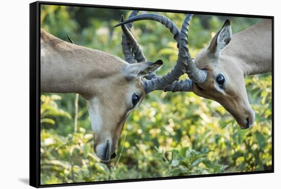 Sparring Impalas, Kruger National Park, South Africa-Paul Souders-Framed Stretched Canvas