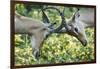 Sparring Impalas, Kruger National Park, South Africa-Paul Souders-Framed Photographic Print