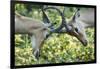 Sparring Impalas, Kruger National Park, South Africa-Paul Souders-Framed Photographic Print