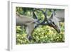 Sparring Impalas, Kruger National Park, South Africa-Paul Souders-Framed Photographic Print