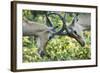Sparring Impalas, Kruger National Park, South Africa-Paul Souders-Framed Photographic Print