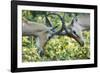 Sparring Impalas, Kruger National Park, South Africa-Paul Souders-Framed Photographic Print