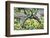 Sparring Impalas, Kruger National Park, South Africa-Paul Souders-Framed Photographic Print