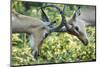 Sparring Impalas, Kruger National Park, South Africa-Paul Souders-Mounted Photographic Print