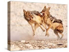 Sparring Jackals 2, Etosha, 2018-Eric Meyer-Stretched Canvas