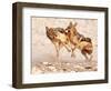 Sparring Jackals 2, Etosha, 2018-Eric Meyer-Framed Photographic Print