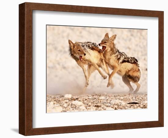 Sparring Jackals 2, Etosha, 2018-Eric Meyer-Framed Photographic Print