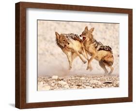 Sparring Jackals 2, Etosha, 2018-Eric Meyer-Framed Photographic Print