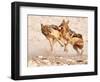 Sparring Jackals 2, Etosha, 2018-Eric Meyer-Framed Photographic Print