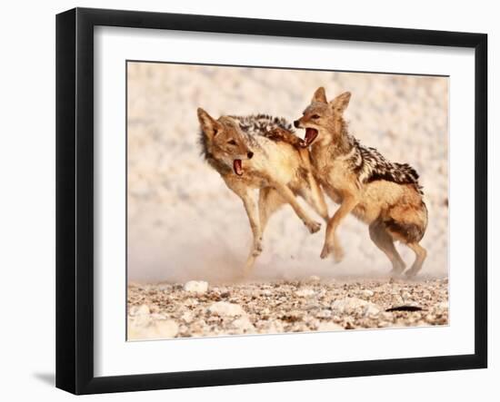 Sparring Jackals 2, Etosha, 2018-Eric Meyer-Framed Photographic Print