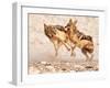 Sparring Jackals 2, Etosha, 2018-Eric Meyer-Framed Photographic Print