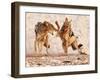 Sparring Jackals, Etosha, 2018-Eric Meyer-Framed Photographic Print