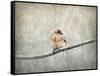 Sparrow Braving the Cold-Jai Johnson-Framed Stretched Canvas