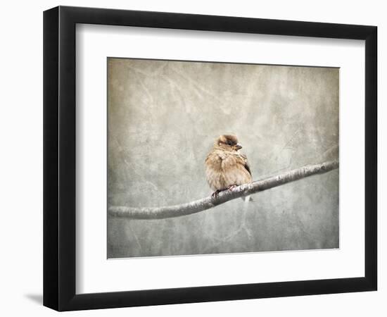 Sparrow Braving the Cold-Jai Johnson-Framed Giclee Print