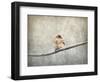 Sparrow Braving the Cold-Jai Johnson-Framed Giclee Print