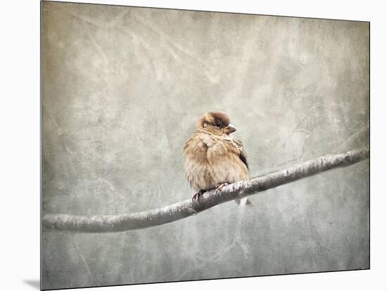 Sparrow Braving the Cold-Jai Johnson-Mounted Giclee Print