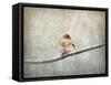 Sparrow Braving the Cold-Jai Johnson-Framed Stretched Canvas