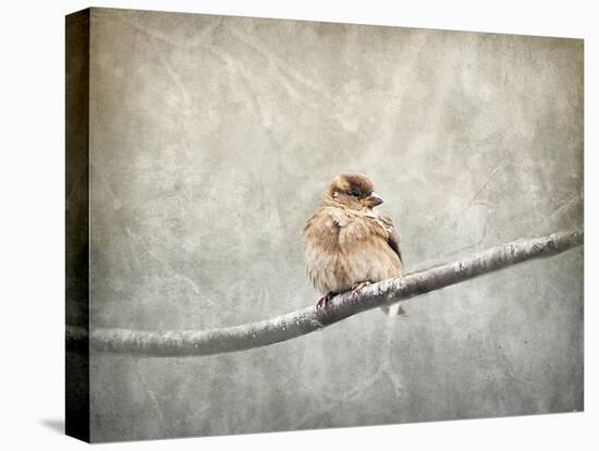 Sparrow Braving the Cold-Jai Johnson-Stretched Canvas