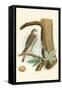 Sparrow Hawk and Egg-null-Framed Stretched Canvas