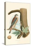 Sparrow Hawk and Egg-null-Stretched Canvas