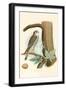 Sparrow Hawk and Egg-null-Framed Art Print