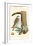 Sparrow Hawk and Egg-null-Framed Art Print