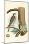 Sparrow Hawk and Egg-null-Mounted Art Print