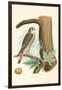 Sparrow Hawk and Egg-null-Framed Art Print