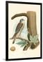 Sparrow Hawk and Egg-null-Framed Art Print