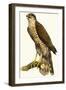 Sparrow Hawk-null-Framed Giclee Print