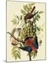 Sparrow Hawks-John James Audubon-Mounted Giclee Print