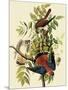 Sparrow Hawks-John James Audubon-Mounted Giclee Print