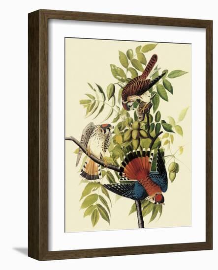 Sparrow Hawks-John James Audubon-Framed Giclee Print