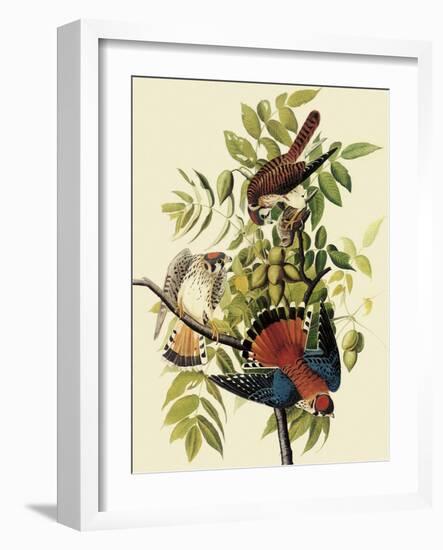 Sparrow Hawks-John James Audubon-Framed Giclee Print