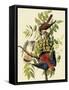 Sparrow Hawks-John James Audubon-Framed Stretched Canvas