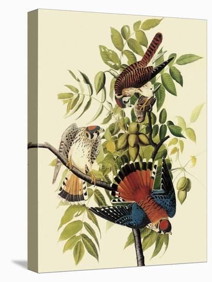 Sparrow Hawks-John James Audubon-Stretched Canvas