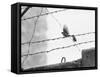 Sparrow Landing on Barbed Wire Atop the Berlin Wall-Paul Schutzer-Framed Stretched Canvas