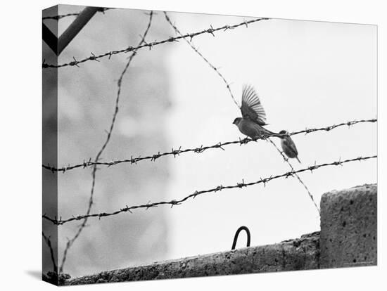 Sparrow Landing on Barbed Wire Atop the Berlin Wall-Paul Schutzer-Stretched Canvas