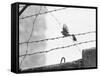 Sparrow Landing on Barbed Wire Atop the Berlin Wall-Paul Schutzer-Framed Stretched Canvas