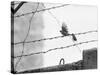 Sparrow Landing on Barbed Wire Atop the Berlin Wall-Paul Schutzer-Stretched Canvas