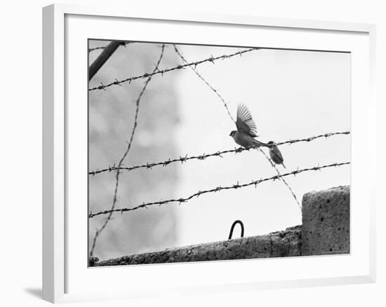 Sparrow Landing on Barbed Wire Atop the Berlin Wall-Paul Schutzer-Framed Photographic Print