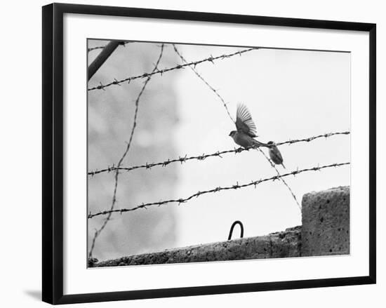 Sparrow Landing on Barbed Wire Atop the Berlin Wall-Paul Schutzer-Framed Photographic Print