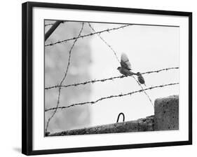 Sparrow Landing on Barbed Wire Atop the Berlin Wall-Paul Schutzer-Framed Photographic Print